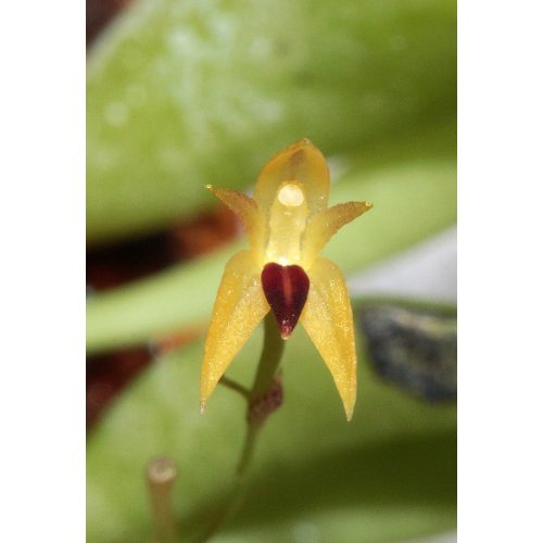 Panmorphia minutalis (extra mini orchidea)