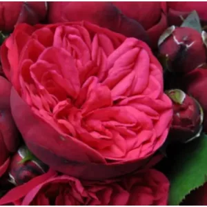 Rosa Piano - Hibrid Tearózsa