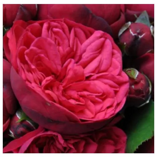 Rosa Piano - Hibrid Tearózsa