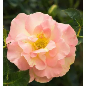 Rosa Mariette - Rózsa