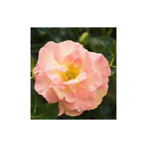 Rosa Mariette - Rózsa