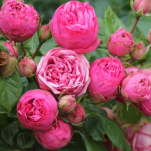 Rosa Pink Piano - Hibrid Tearózsa