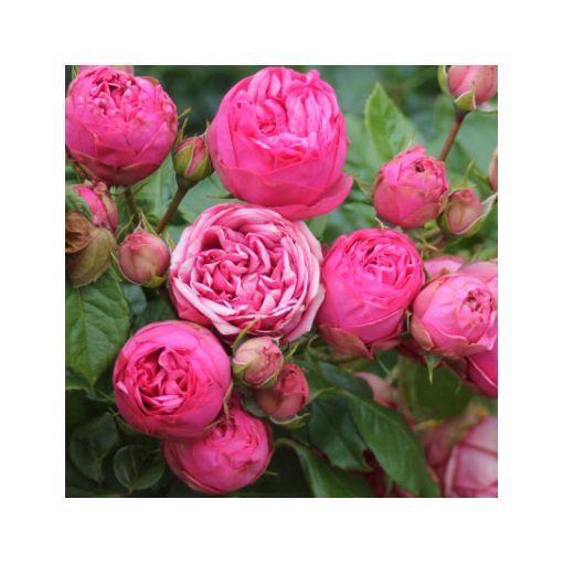 Rosa Pink Piano - Hibrid Tearózsa