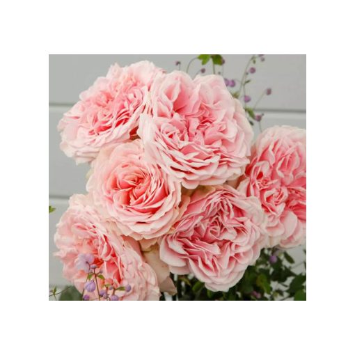 Rosa Elegance Antique Amore - Hibrid Tearózsa
