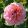 Rosa Amaretto - Floribunda Ágyás Rózsa