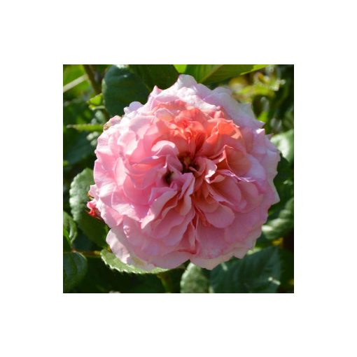Rosa Amaretto - Floribunda Ágyás Rózsa