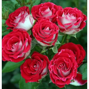 Rosa Schöne Koblenzerin - Floribunda Ágyás Rózsa