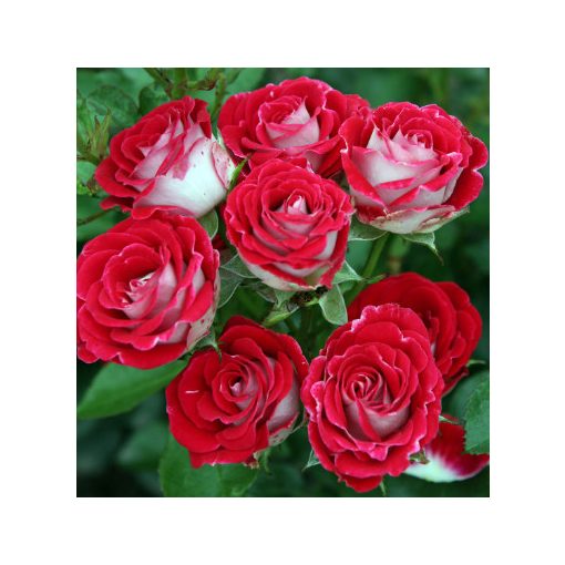 Rosa Schöne Koblenzerin - Floribunda Ágyás Rózsa