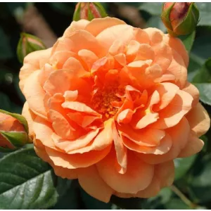 Rosa Skyline - Futórózsa
