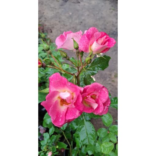 Rosa Dolomit - Rózsa