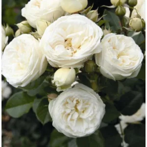 Rosa Artemis - Bokorrózsa