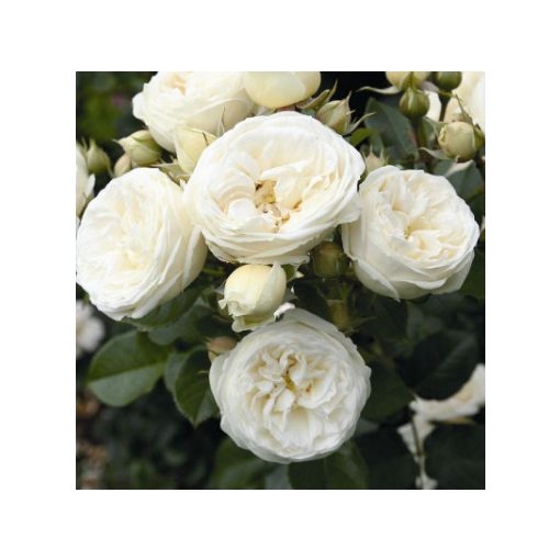 Rosa Artemis - Bokorrózsa