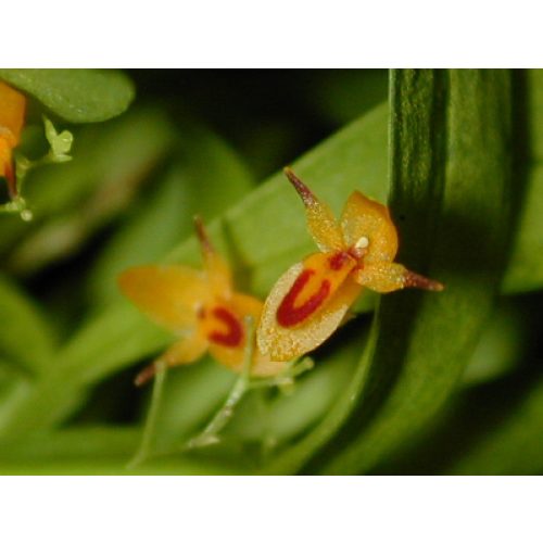 Pleurothallis rubella (extra mini orchidea)