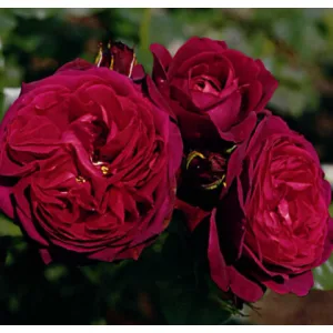 Rosa Gräfin von Hardenberg - Bokorrózsa