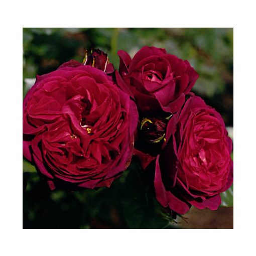 Rosa Gräfin von Hardenberg - Bokorrózsa