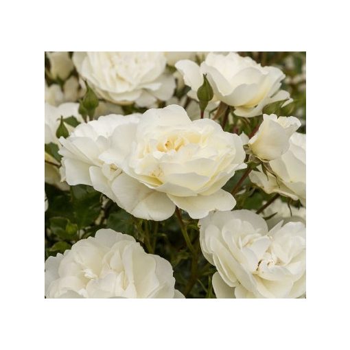 Rosa Bounty - Rózsa