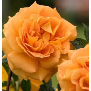 Rosa Goldelse - Floribunda Ágyás Rózsa