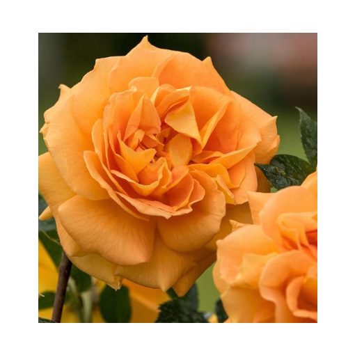 Rosa Goldelse - Floribunda Ágyás Rózsa