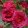 Rosa Laguna - Futórózsa