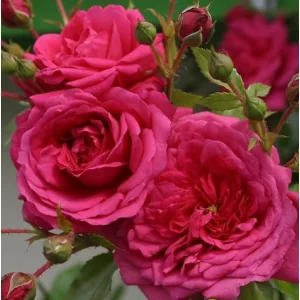 Rosa Laguna - Futórózsa