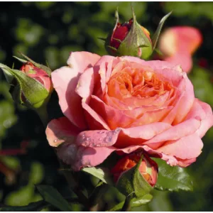 Rosa Mary Ann - Hibrid Tearózsa