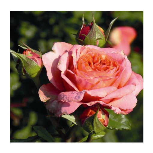 Rosa Mary Ann - Hibrid Tearózsa