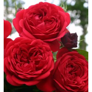 Rosa Out of Rosenheim - Rózsa