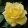 Rosa Sunstar - Virágágyi Floribunda Rózsa