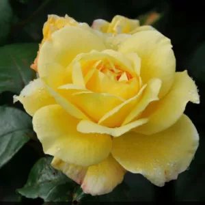 Rosa Sunstar - Virágágyi Floribunda Rózsa