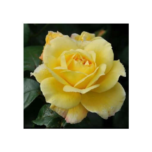 Rosa Sunstar - Virágágyi Floribunda Rózsa
