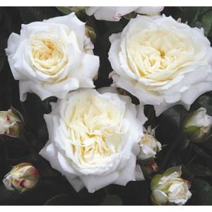 Rosa Alabaster -  Floribunda Ágyás Rózsa