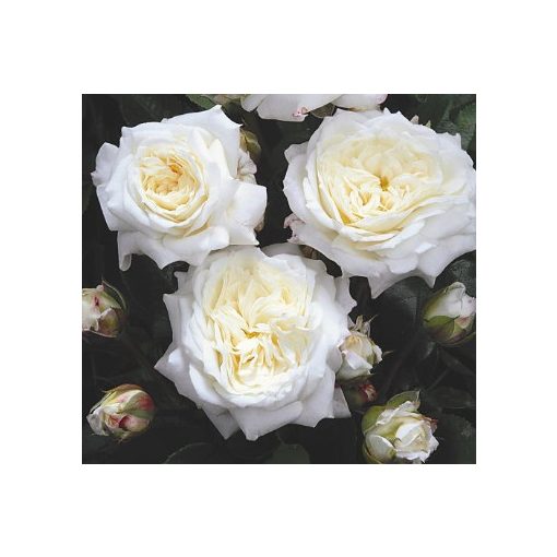 Rosa Alabaster -  Floribunda Ágyás Rózsa