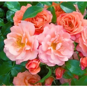 Rosa Aprikola - Virágágyi  Floribunda Rózsa