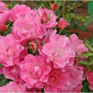 Rosa Maxi Vita - Floribunda Ágyás Rózsa