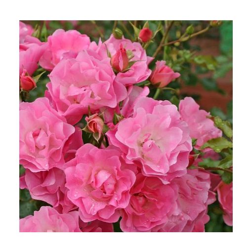 Rosa Maxi Vita - Floribunda Ágyás Rózsa
