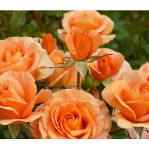 Rosa Bengali - Virágágyi Floribunda Rózsa