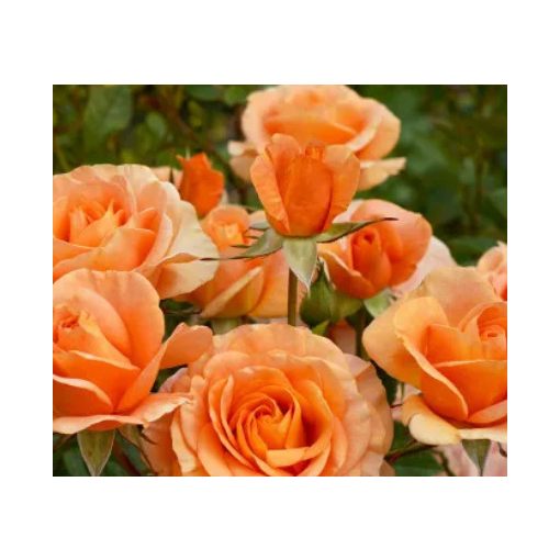 Rosa Bengali - Virágágyi Floribunda Rózsa