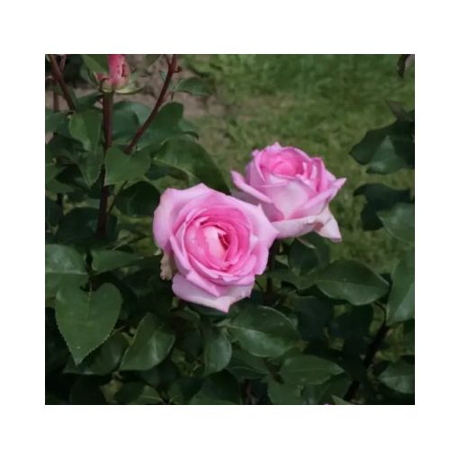 Rosa Beverly - Hibrid Tearózsa