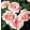 Rosa Aphrodite - Hibrid Tearózsa