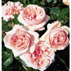 Rosa Aphrodite - Hibrid Tearózsa
