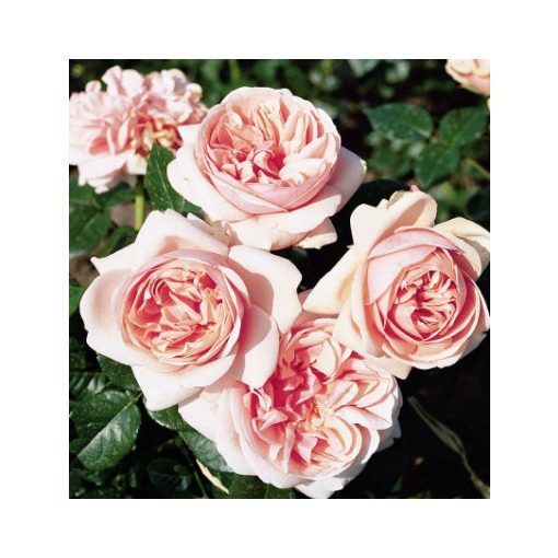 Rosa Aphrodite - Hibrid Tearózsa