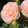Rosa Mathia Claudius Rose - Bokorrózsa