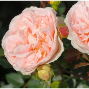 Rosa Mathia Claudius Rose - Bokorrózsa