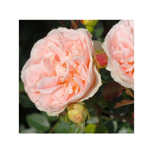 Rosa Mathia Claudius Rose - Bokorrózsa