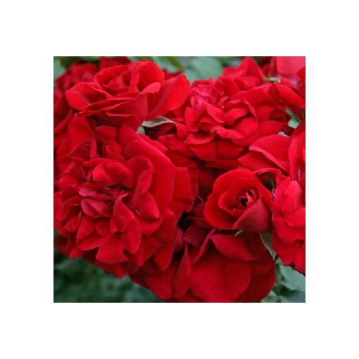 Rosa Amadeus - Futórózsa