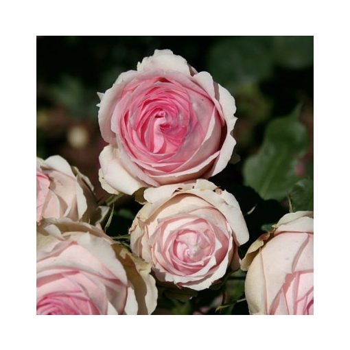 Rosa First Lady - Hibrid Rózsa