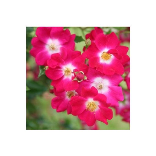 Rosa Libertas - Futórózsa