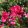 Rosa Johann Wolfgang von Goethe Rose - Hibrid Tearózsa 