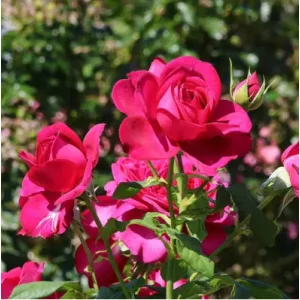 Rosa Johann Wolfgang von Goethe Rose - Hibrid Tearózsa