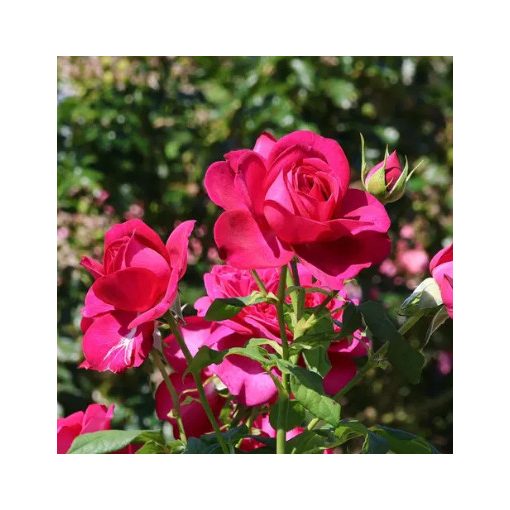 Rosa Johann Wolfgang von Goethe Rose - Hibrid Tearózsa 